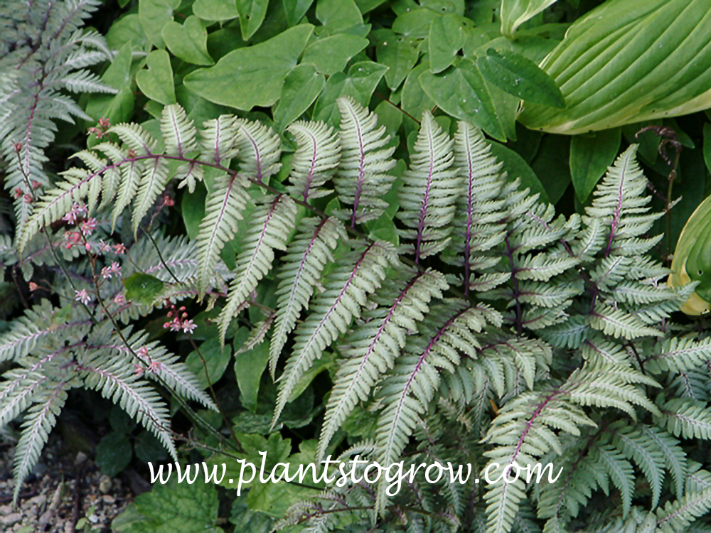 Japanese Painted Fern ( Athyrium niponicum pictum)
The light pink flowers of the Heuchera combine nicely with the purple red tones of the Japanese Painted Ferns.